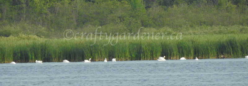 swans at West Lake taken by craftygardener.ca