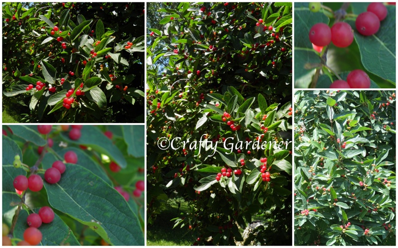 berries on the honeysuckle shrub