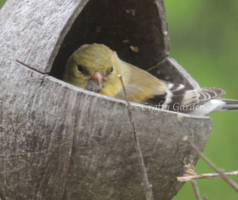 This little goldfinch settled down inside the coconut feeder and just enjoyed itself.