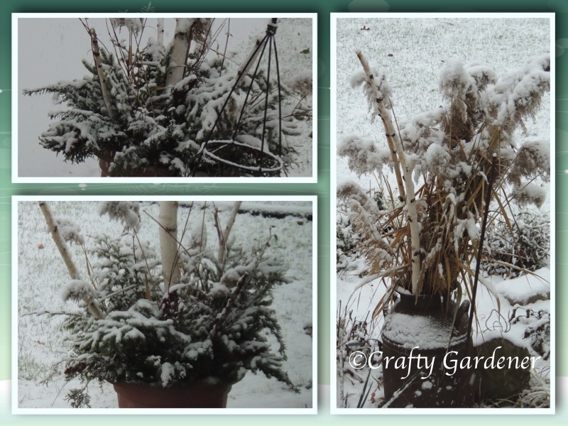 winter greenery pots at craftygardener.ca
