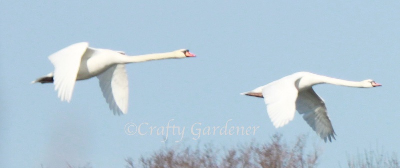 swans in flight by craftygardener.ca