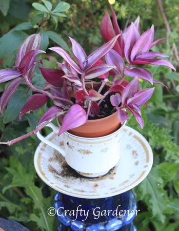The Craf-tea Cup Planters