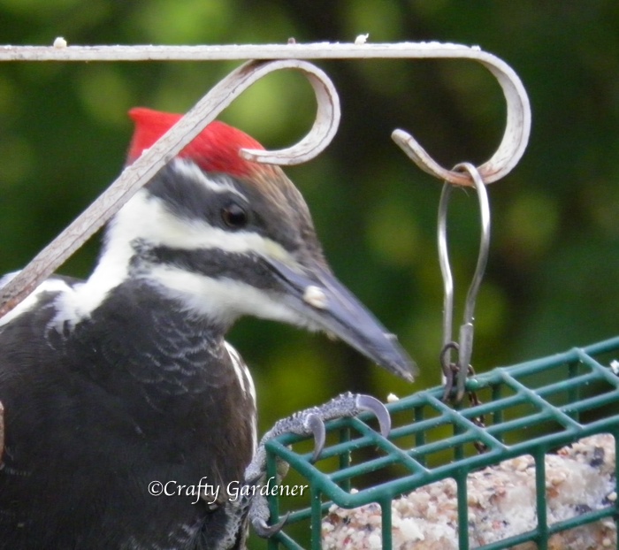pileated woodpecker enjoying some homemade suet at craftygardener.ca