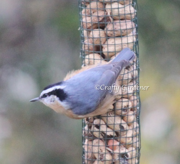 red breasted nuthatch at craftygardener.ca