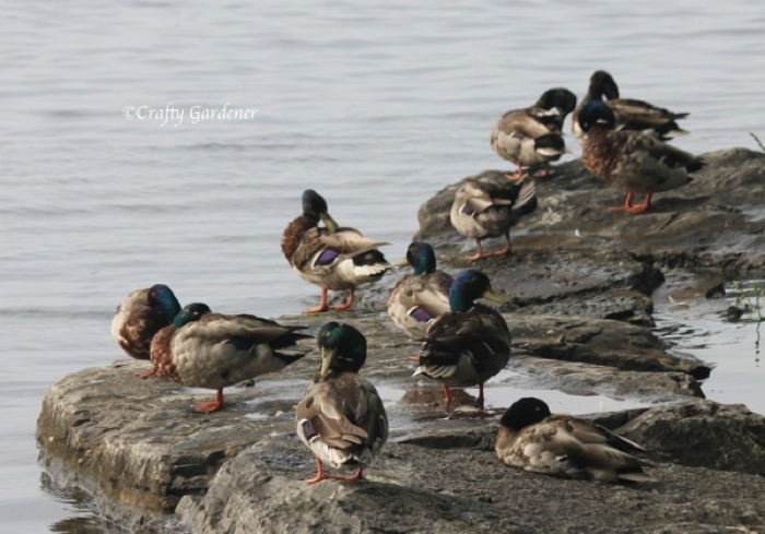 mallard ducks in winter on the Bay of Quinte