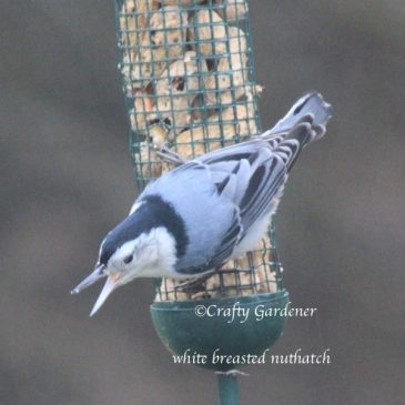 The Nuthatches