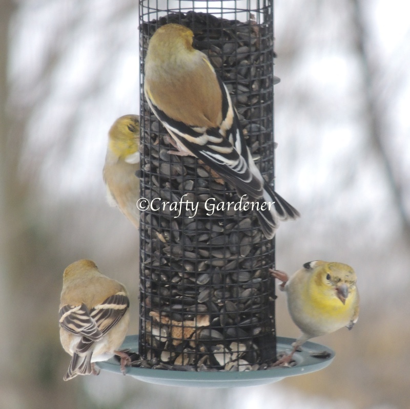 goldfinches1a