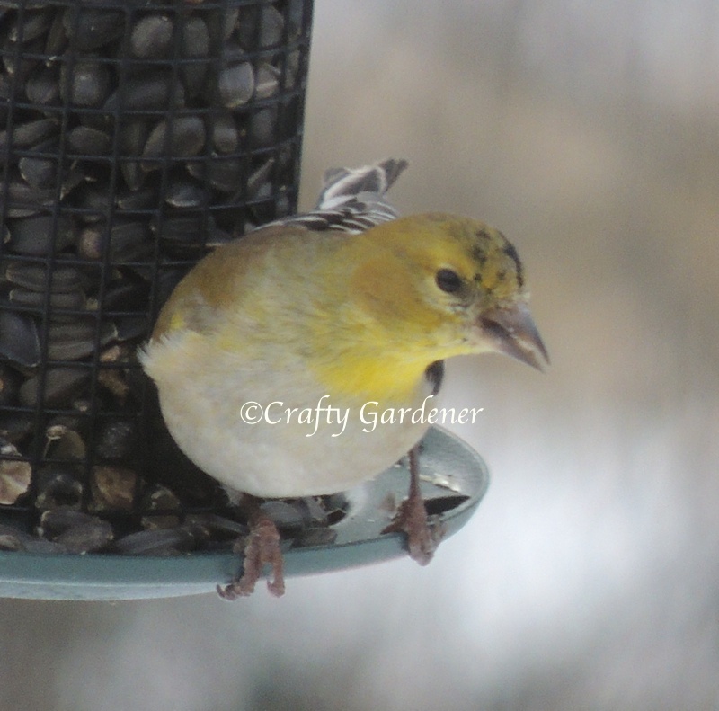 goldfinches5a