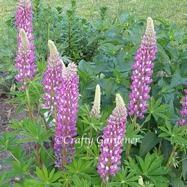 Plant Profile:  Lupins