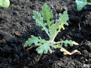 venidium seedling at craftygardener.ca