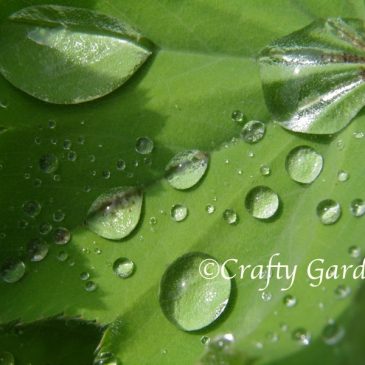 Raindrops on the Lady’s Mantle