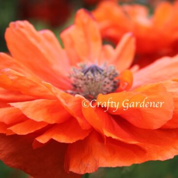 Plant Profile:  Poppin’ Poppies