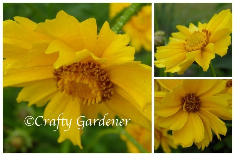 coreopsis2012a
