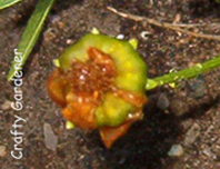 seedcoreopsis