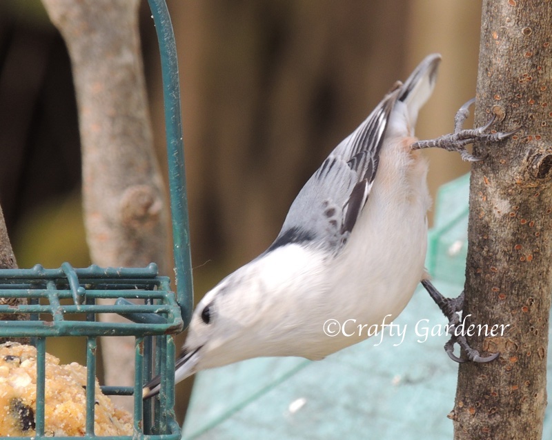 white breasted nuthatch at craftygardener.ca