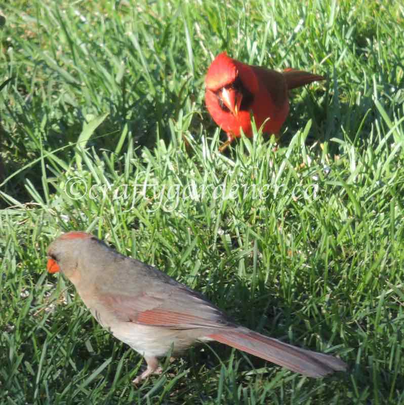 male and female cardinals at craftygardener.ca