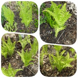 growing ferns at craftygardener.ca
