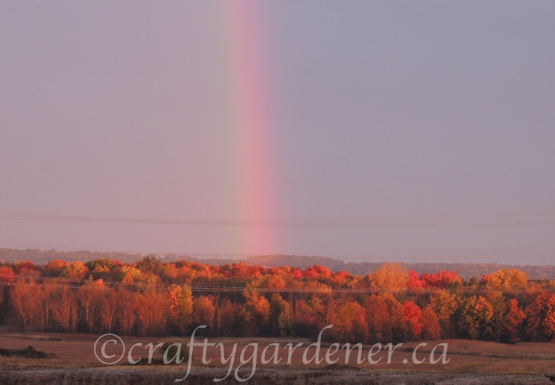 a gorgeous rainbow on an October morning at craftygardener.ca