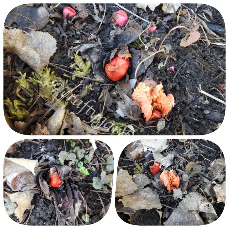 March 24, 2023 the rhubarb poking through the ground at raftygardener.ca