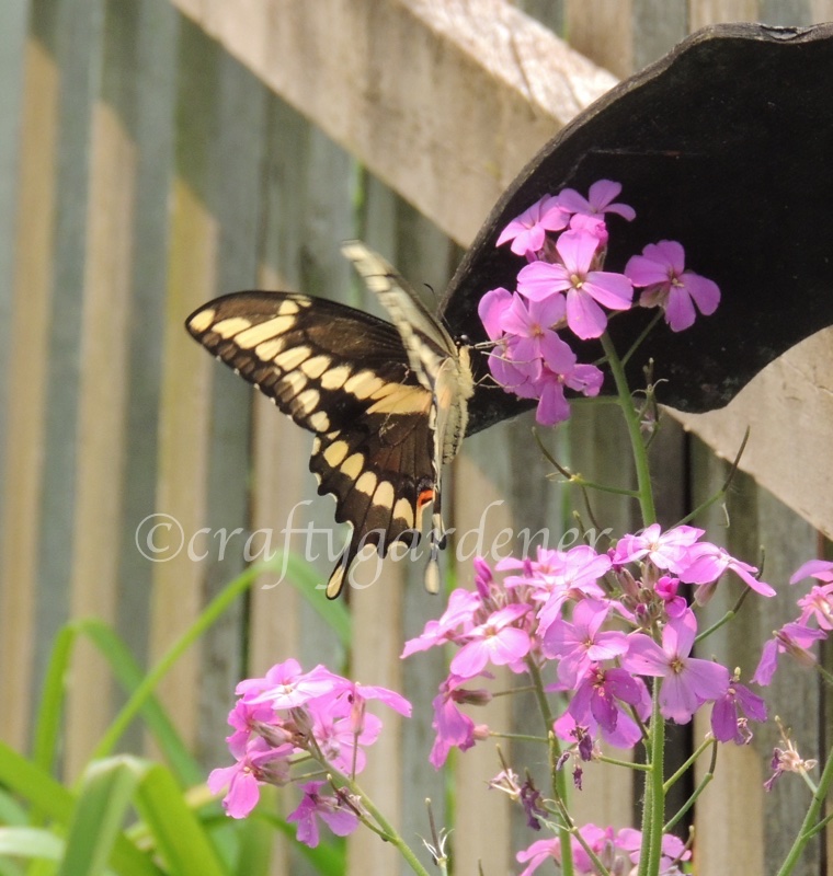 swallowtail butterfly on the Dames Rocket at craftygardener.ca
