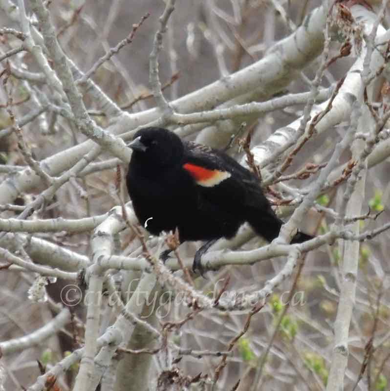 redwing blackbirds visiting craftygardener.ca
