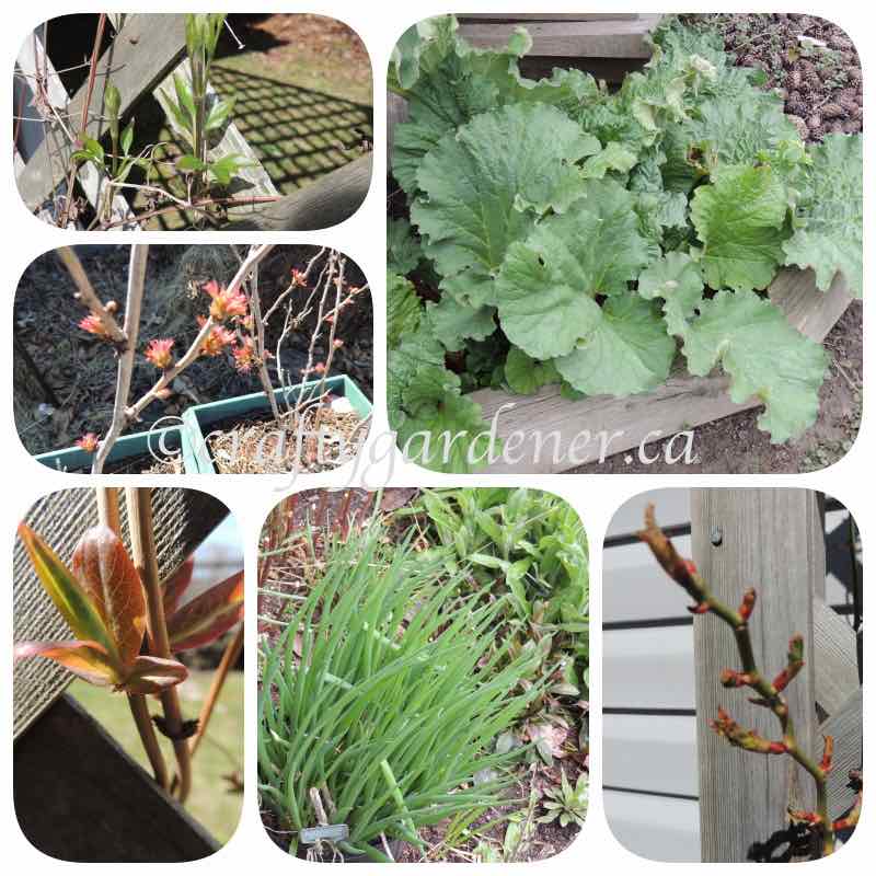 April garden update at craftygardener.ca