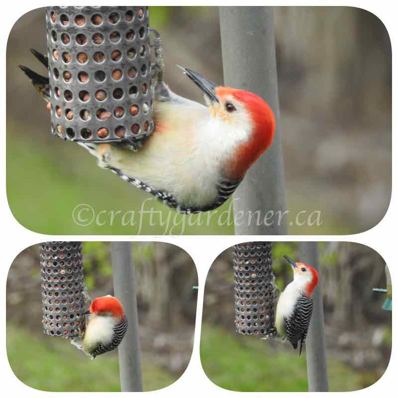 the red bellied woodpecker at craftygardener.ca