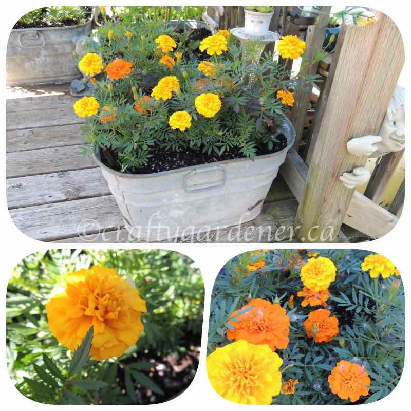 marigolds planted in the deck garden at craftygardener.ca