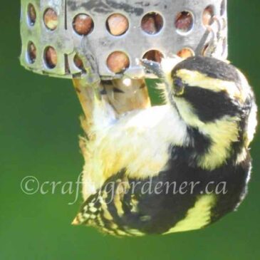 Birds: Downy Woodpecker with Yellow feathers