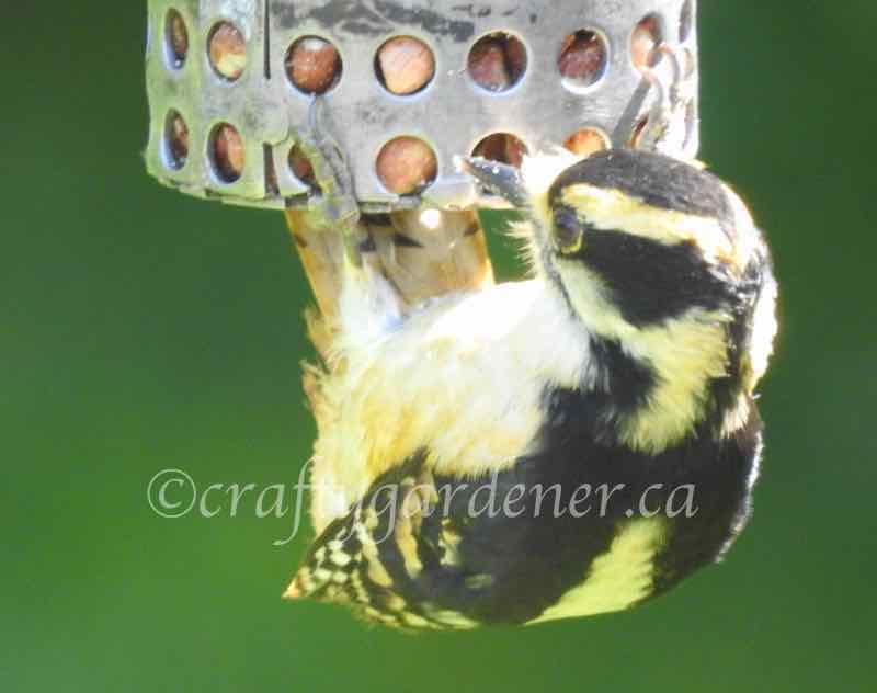 a downy woodpecker with yellow tinges at craftygardener.ca