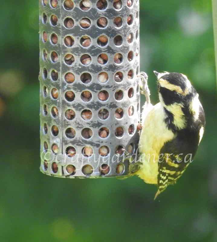 a downy woodpecker with yellow tinges at craftygardener.ca