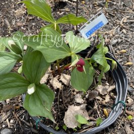 trilliums growing inside a remembe'ring' at craftygardener.ca
