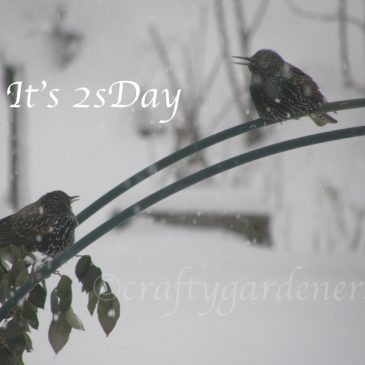 2sDay: Starlings
