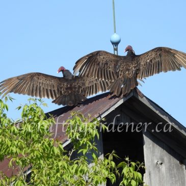 2sDay: Turkey Vultures