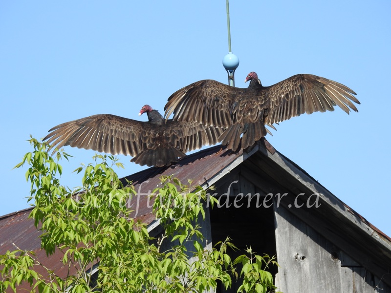 the turkey vultures by craftygardener.ca