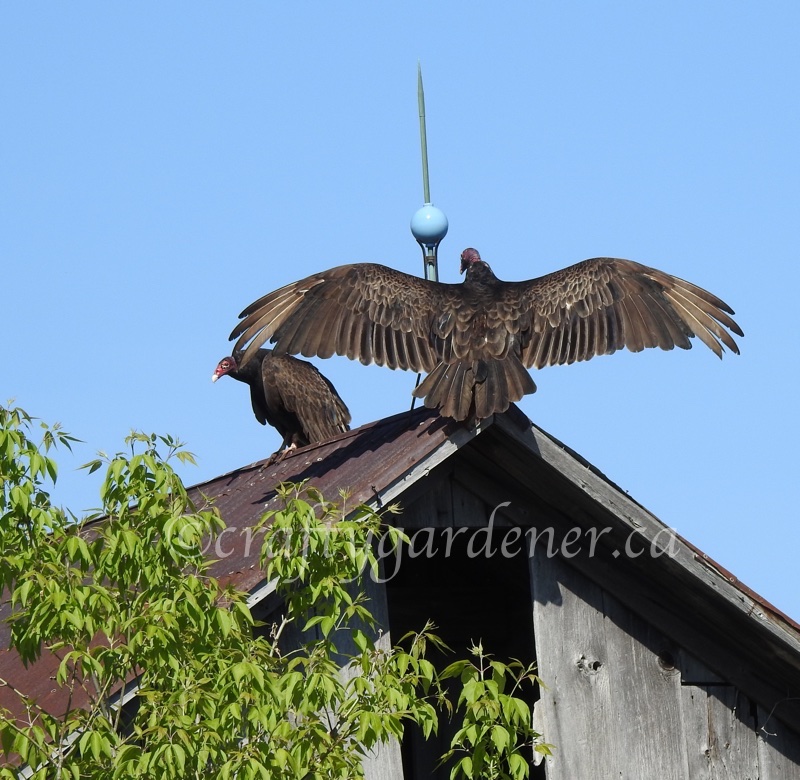 the turkey vultures by craftygardener.ca