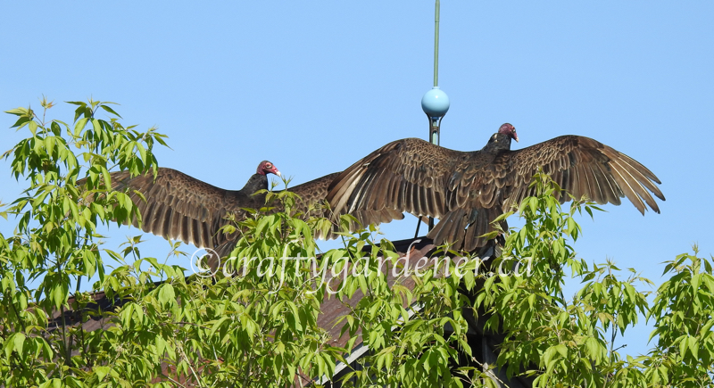 turkey vultures at craftygardener.ca
