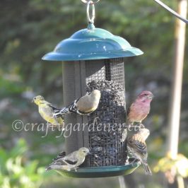 finches at the feeder at craftygardener.ca