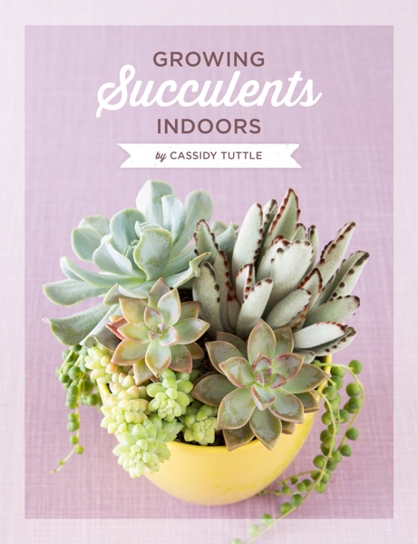 Growing-Succulents1