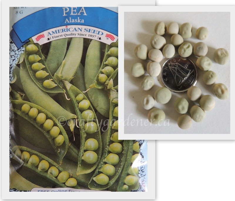 growing peas at craftygardener.ca