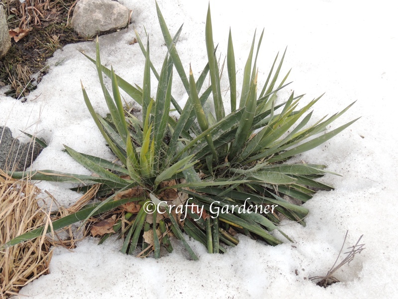 yucca plant after the big snow drifts of the winter of 2013-2014 started melting away