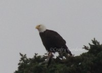 a bald eagle at Wiffen Spit, Sooke, British Columbia, Canada