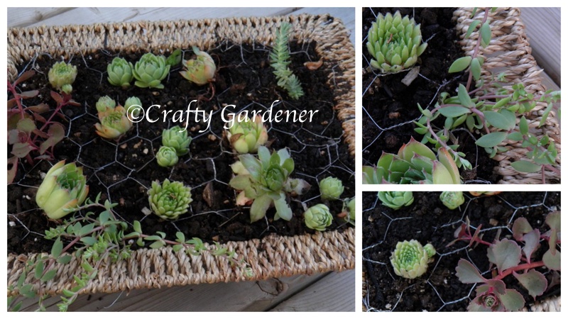 a basket frame of succulents at craftygardener.ca