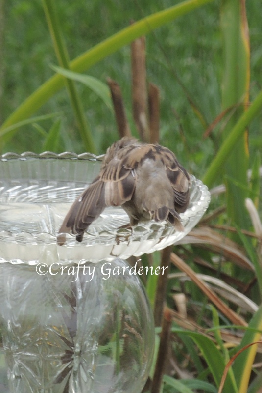 the old glass birdbath at craftygardener.ca
