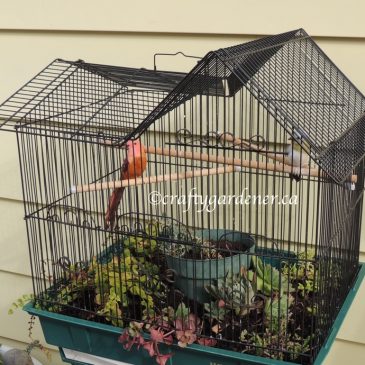 New Life for an Old Birdcage
