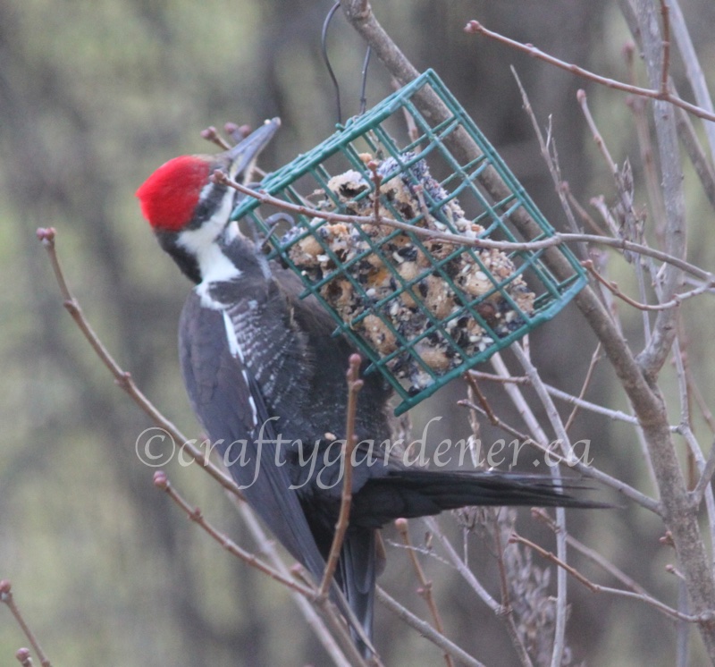 a pileated woodpecker at the bird cake at craftygardener.ca