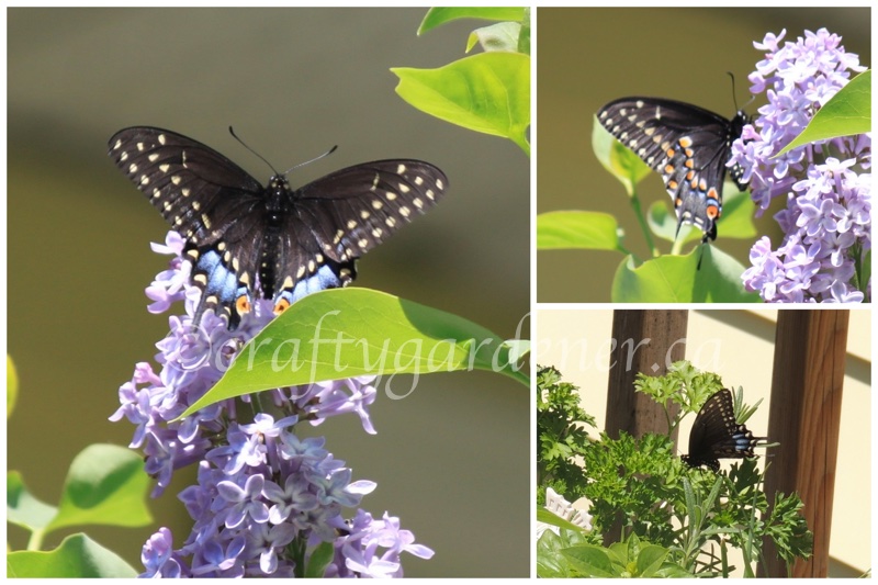 black swallowtail at craftygardener.ca