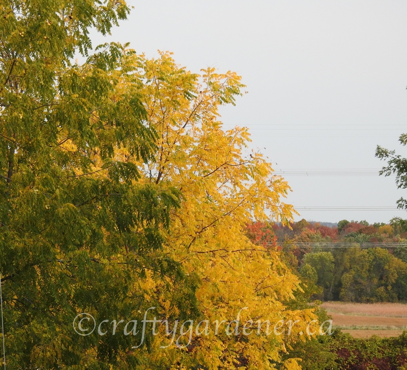 black walnut trees in Autumn at craftygardener.ca