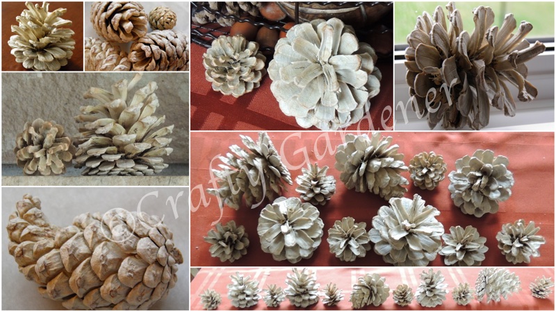 changing the colour of pinecones at craftygardener.ca
