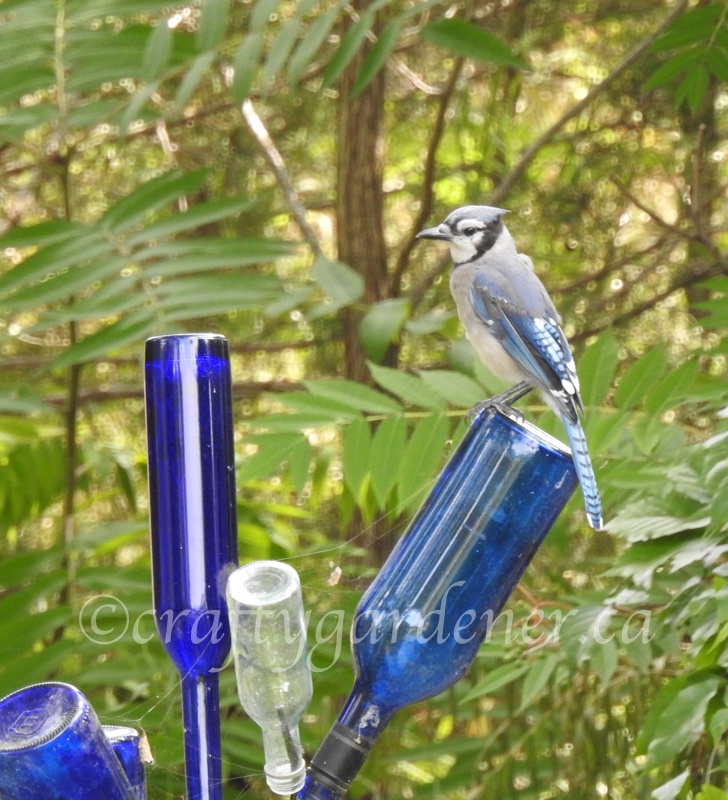 a bluejay on the blue bottle tree at craftygardener.ca